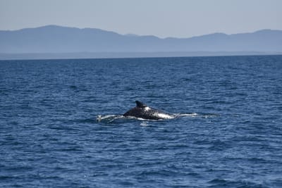 DSC_5236.JPG