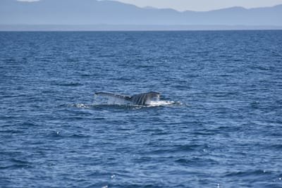 DSC_5237.JPG