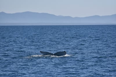 DSC_5238.JPG