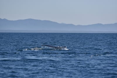 DSC_5239.JPG