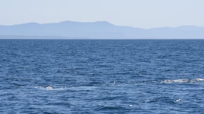 DSC_5241.MOV