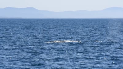 DSC_5243.MOV