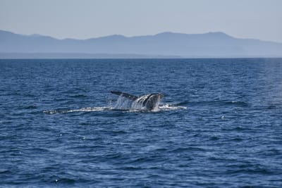 DSC_5249.JPG