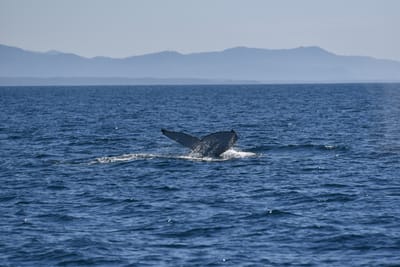 DSC_5250.JPG