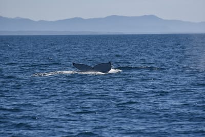 DSC_5251.JPG