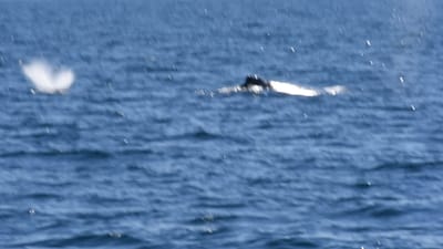 DSC_5253.MOV