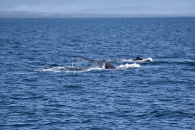 DSC_5255.JPG