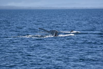 DSC_5256.JPG