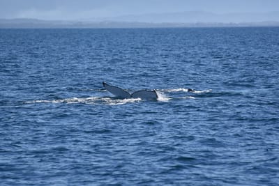 DSC_5258.JPG