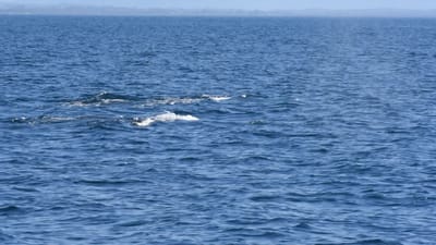 DSC_5259.MOV