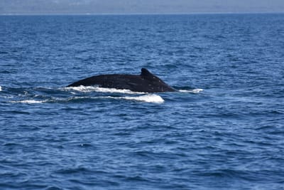 DSC_5263.JPG