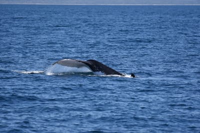 DSC_5264.JPG