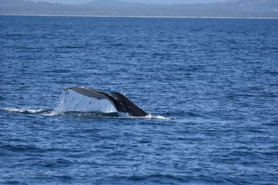 DSC_5265.JPG