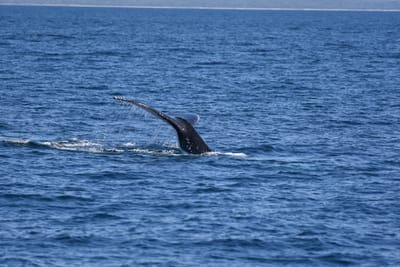 DSC_5266.JPG