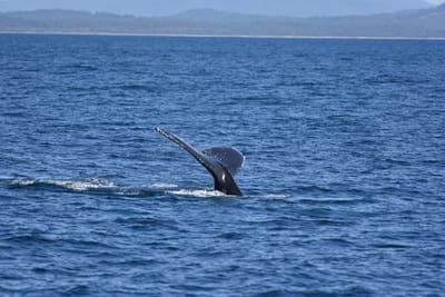 DSC_5267.JPG
