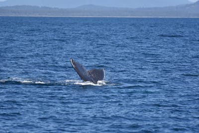 DSC_5268.JPG