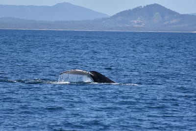 DSC_5271.JPG