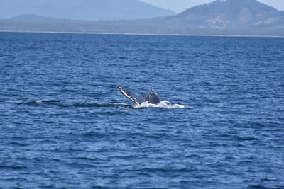 DSC_5274.JPG