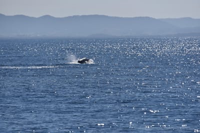 DSC_5276.JPG