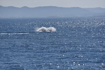 DSC_5277.JPG