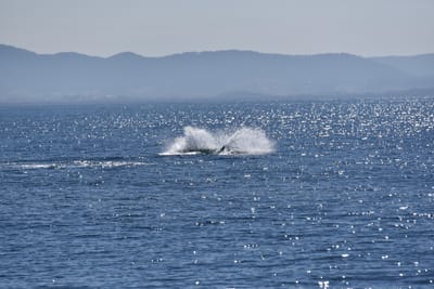 DSC_5278.JPG