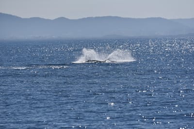 DSC_5279.JPG