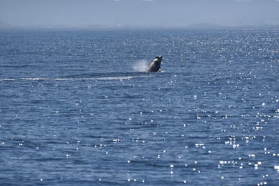DSC_5280.JPG