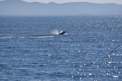 DSC_5281.JPG