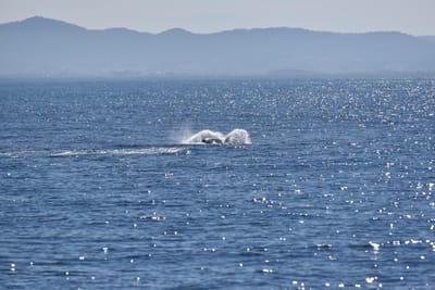DSC_5282.JPG