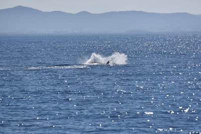 DSC_5283.JPG