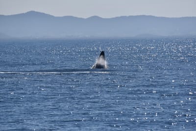 DSC_5284.JPG