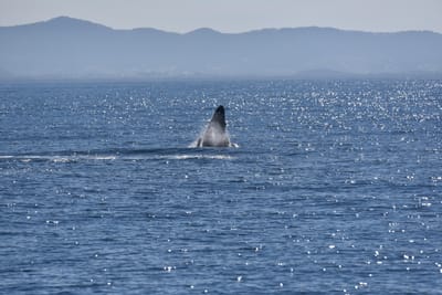 DSC_5285.JPG
