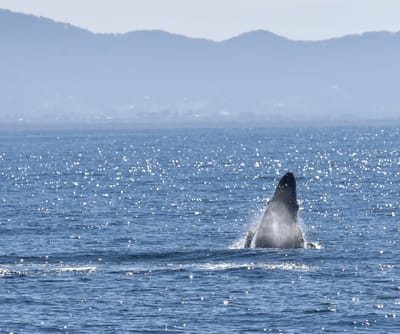 DSC_5285e.jpg