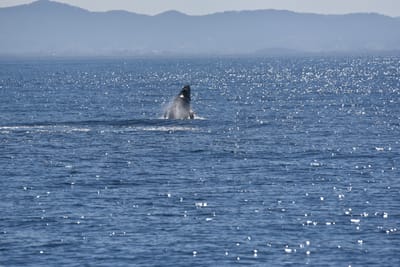 DSC_5286.JPG