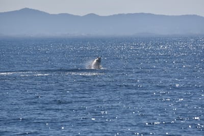 DSC_5287.JPG