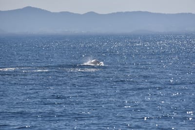 DSC_5288.JPG