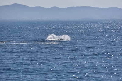 DSC_5289.JPG