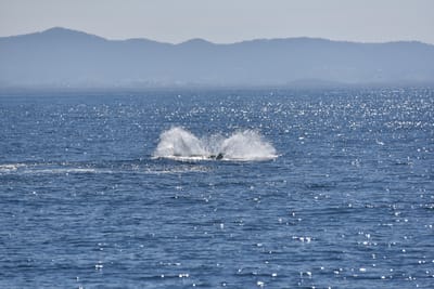 DSC_5290.JPG