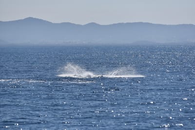 DSC_5291.JPG