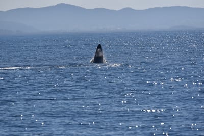 DSC_5292.JPG