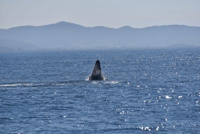 DSC_5293.JPG