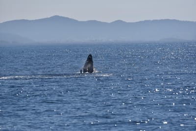 DSC_5294.JPG