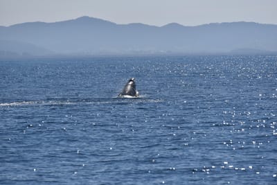 DSC_5295.JPG