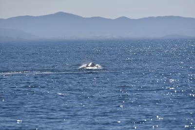 DSC_5296.JPG