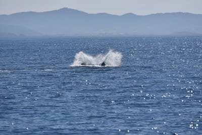 DSC_5298.JPG