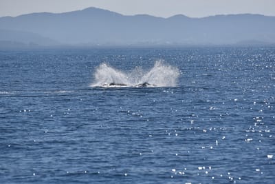 DSC_5299.JPG