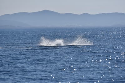 DSC_5301.JPG
