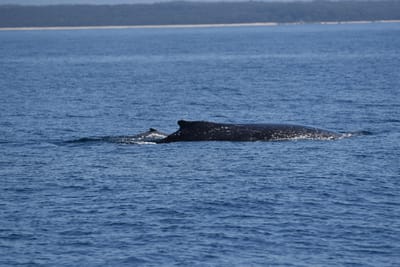 DSC_5305.JPG