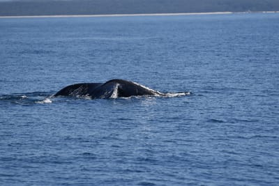 DSC_5309.JPG