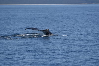 DSC_5313.JPG